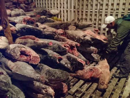 Recurso de Casación en caso de buque chino Fu Yuan Yu Leng