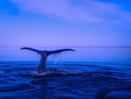 Reforma del Código Penal (COIP) en contra de los delitos ambientales: ¡A salvar (como debe de ser) a la Naturaleza!