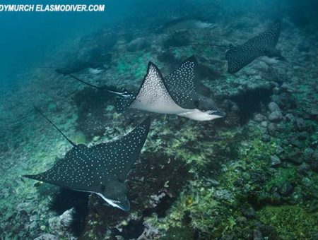 2 ESPECIES DE RAYAS ÁGUILAS PROTEGIDAS EN ECUADOR