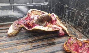 Actualización: Tortuga marina protegida faenada en Playas Villamil-Ecuador