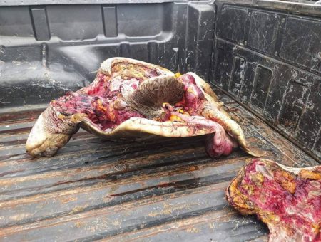 Actualización: Tortuga marina protegida faenada en Playas Villamil-Ecuador