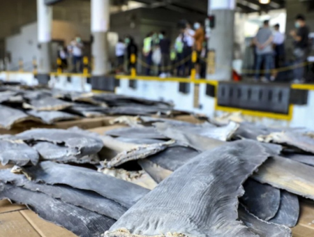 TRÁFICO DE ALETAS DE TIBURÓN EN EL 2020: 26 toneladas desde Ecuador a Hong Kong