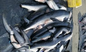 La cara invisible de la comercialización de carne de tiburón en Ecuador