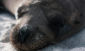 Preservando la Riqueza Marina: El Debate sobre el Uso del Palangre en la Reserva Marina de Galápagos