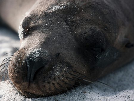 Preservando la Riqueza Marina: El Debate sobre el Uso del Palangre en la Reserva Marina de Galápagos